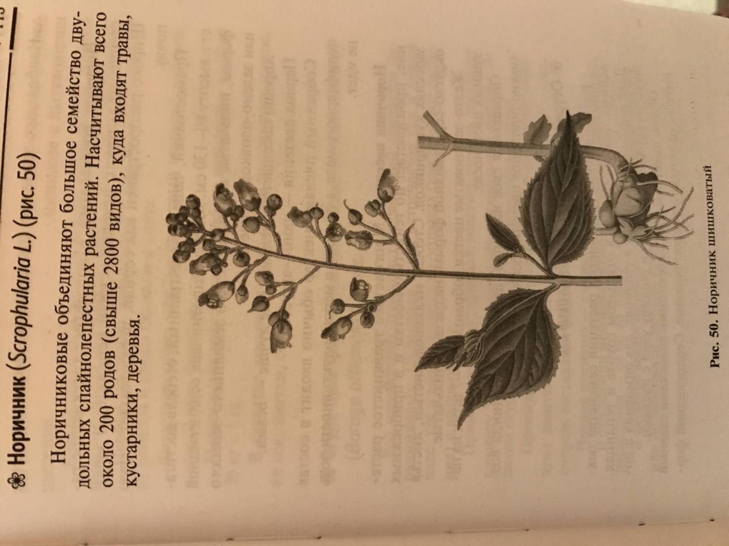 Иллюстрация 25 из 26 для Растения-медоносы - Николай Юраш | Лабиринт - книги. Источник: Королева  Екатерина