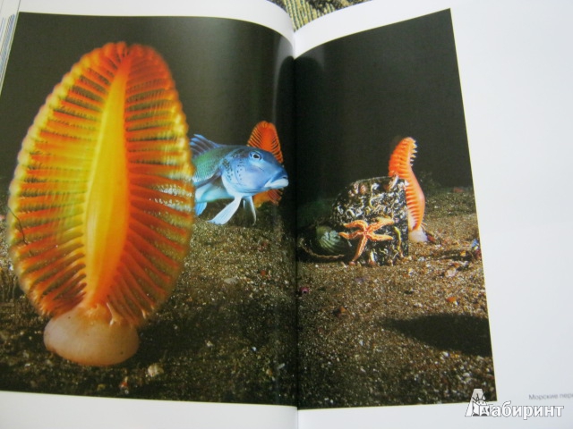 Иллюстрация 35 из 40 для Душа океана - Брайан Скерри | Лабиринт - книги. Источник: Евгения39