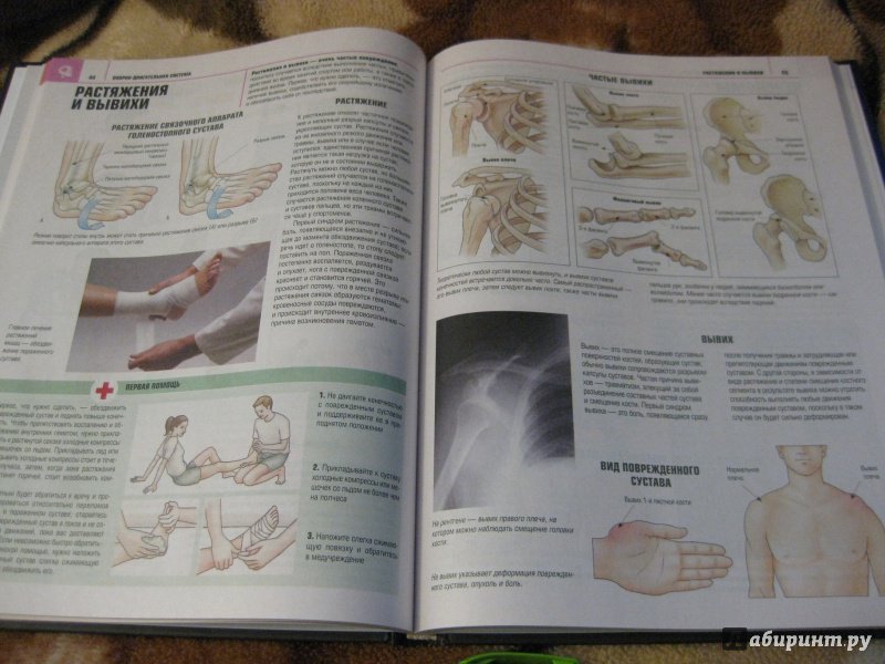 Иллюстрация 20 из 28 для Атлас анатомии - Адольфо Кассан | Лабиринт - книги. Источник: Cableman