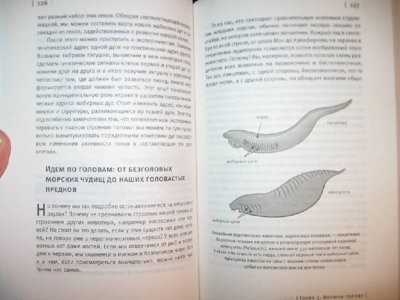 Иллюстрация 6 из 27 для Внутренняя рыба: История человеческого тела с древнейших времен до наших дней - Нил Шубин | Лабиринт - книги. Источник: Флинкс