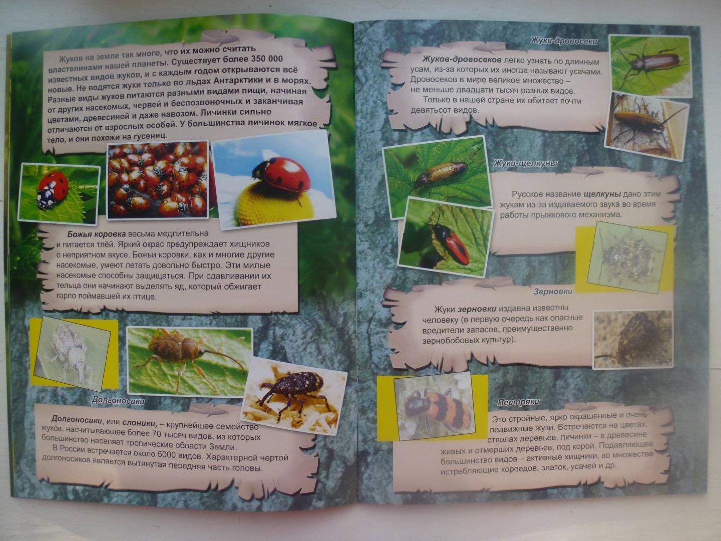 Иллюстрация 41 из 45 для Удивительный мир насекомых | Лабиринт - книги. Источник: Knigolub_IA