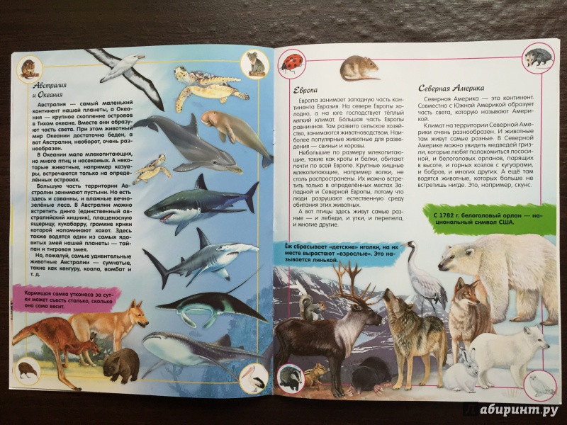 Иллюстрация 11 из 43 для Наша планета. Животные - Кэти Хьюот | Лабиринт - книги. Источник: Абра-кадабра