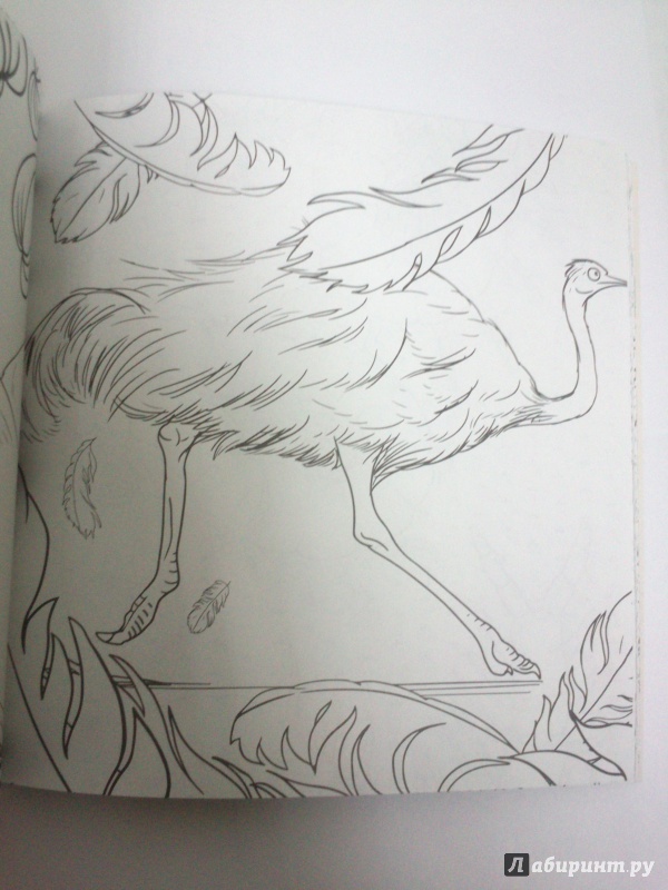 Иллюстрация 17 из 25 для Удивительные животные. Раскраска-антистресс для творчества и вдохновения | Лабиринт - книги. Источник: Черная  Ксения