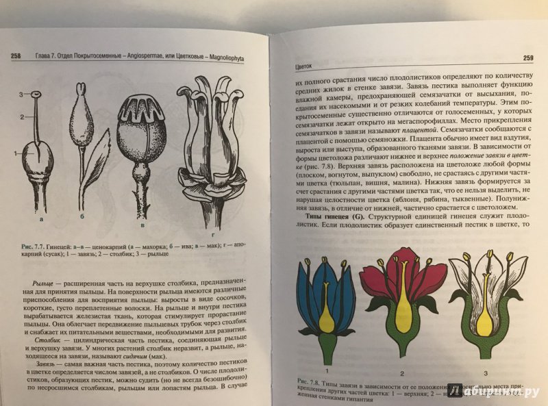 Иллюстрация 29 из 44 для Ботаника. Учебник - Барабанов, Зайчикова | Лабиринт - книги. Источник: Ромыдтчъ