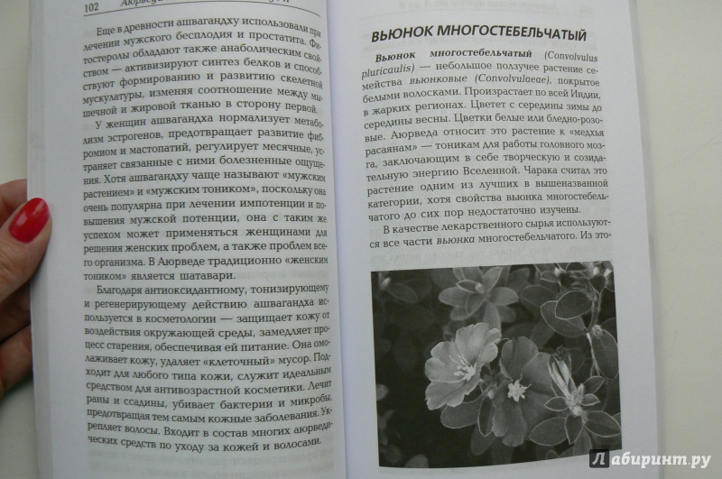 Иллюстрация 10 из 10 для Сакральные растения аюрведы - Амритананда Чопра | Лабиринт - книги. Источник: Марина