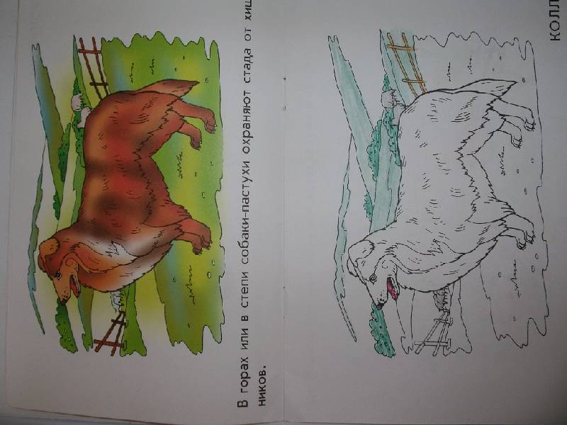 Иллюстрация 4 из 4 для Верные друзья - собаки. Раскраска для детей 5-6 лет | Лабиринт - книги. Источник: Tiger.