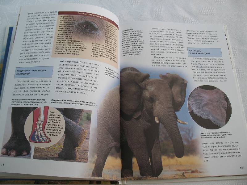 Иллюстрация 11 из 19 для Слоны - Ульрих Зедлаг | Лабиринт - книги. Источник: tayana