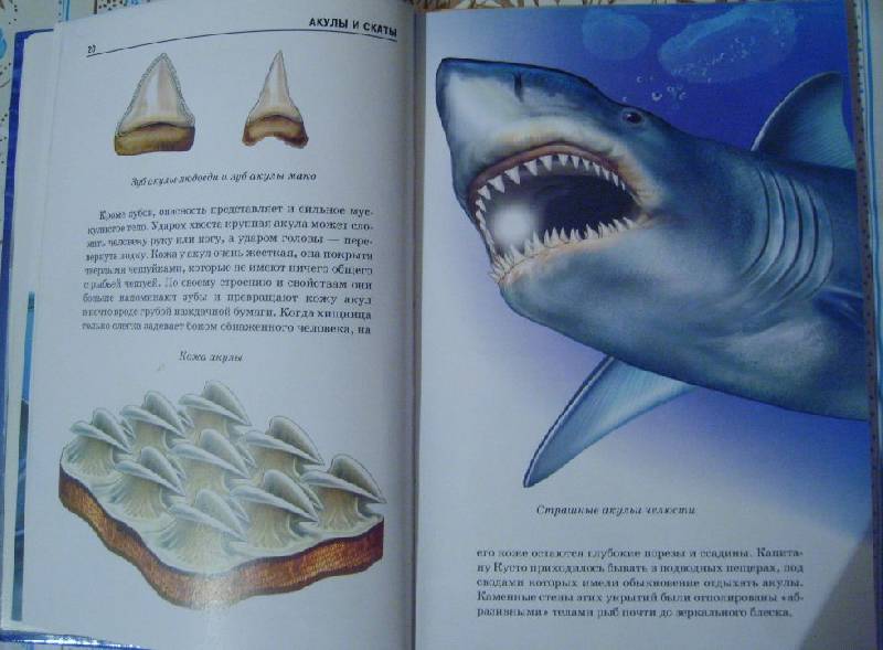 Иллюстрация 12 из 13 для Акулы и скаты - Юлия Дунаева | Лабиринт - книги. Источник: Tatka