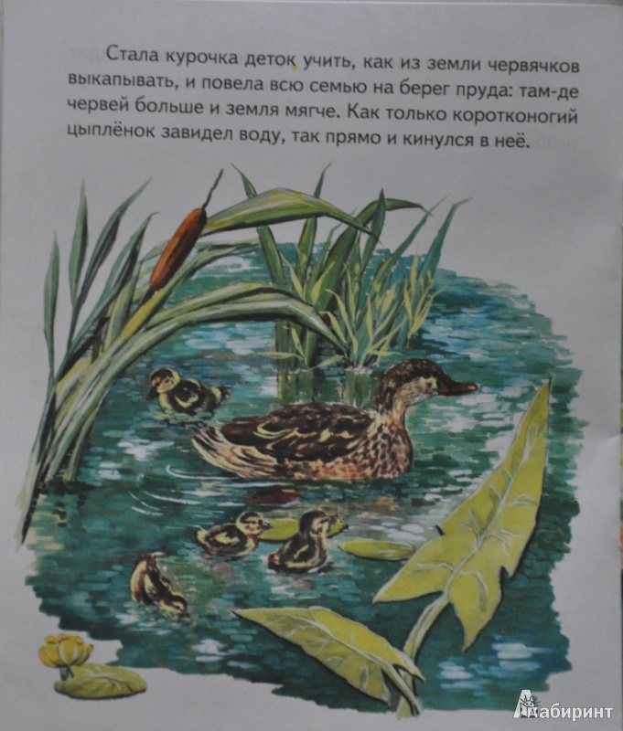 Иллюстрация 9 из 34 для Чужое яичко - Константин Ушинский | Лабиринт - книги. Источник: NDusha