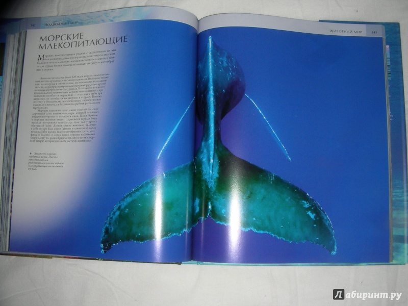 Иллюстрация 32 из 40 для Подводный мир - Фаррингтон, Форти, Хук | Лабиринт - книги. Источник: Анонимный Книгоголик