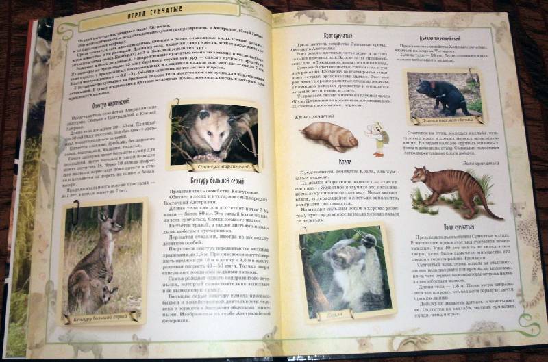 Иллюстрация 3 из 7 для В мире животных. Млекопитающие - Т. Станкевич | Лабиринт - книги. Источник: Ёжик