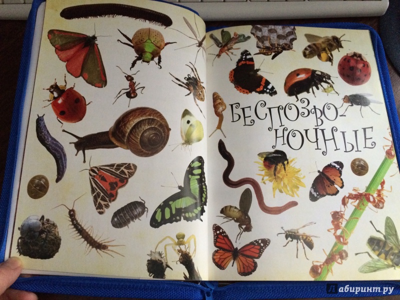Иллюстрация 8 из 18 для Живая природа. Звери, птицы, животные и растения вокруг нас - Терри Дженнингс | Лабиринт - книги. Источник: Mrs.Paprika