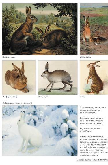 Иллюстрация 32 из 52 для Самые известные животные | Лабиринт - книги. Источник: Золотая рыбка