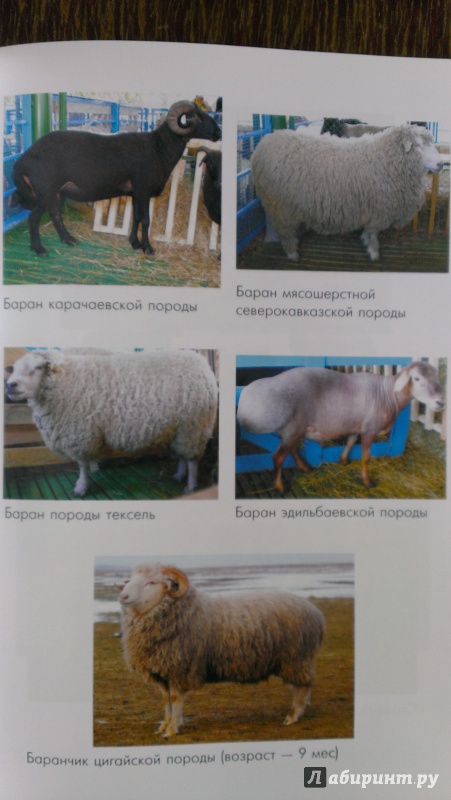 Иллюстрация 4 из 9 для Кормление овец и коз. Учебник - Драганов, Двалишвили, Калашников | Лабиринт - книги. Источник: Подмосковная панда
