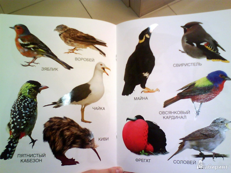 Иллюстрация 5 из 8 для Мои блестящие книжки. Птицы | Лабиринт - книги. Источник: Мила
