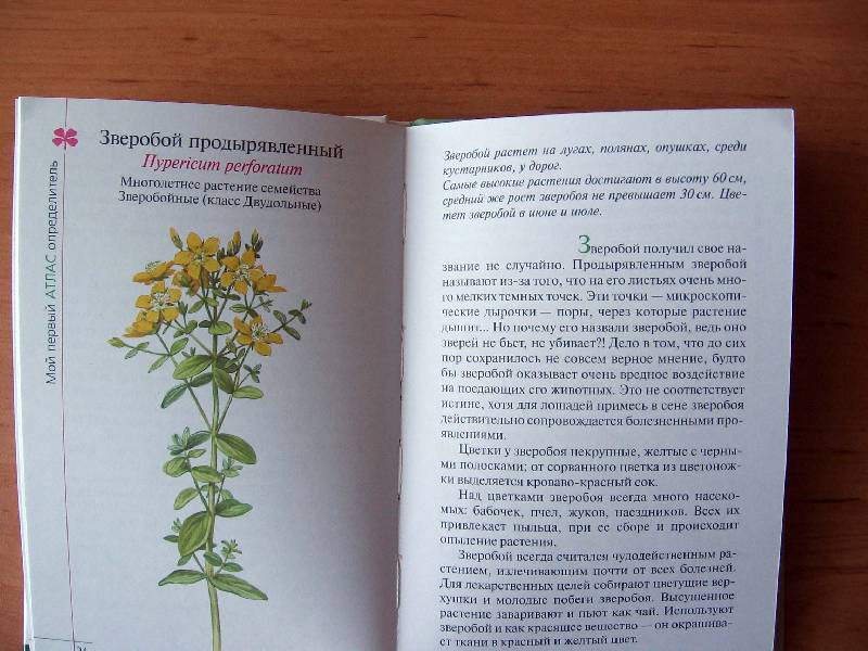Иллюстрация 16 из 21 для Атлас: Растения луга - Козлова, Сивоглазов | Лабиринт - книги. Источник: Red cat ;)