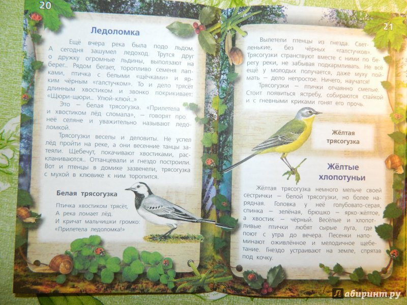 Иллюстрация 10 из 26 для Тайны певчих птиц - Александр Тихонов | Лабиринт - книги. Источник: Екатерина