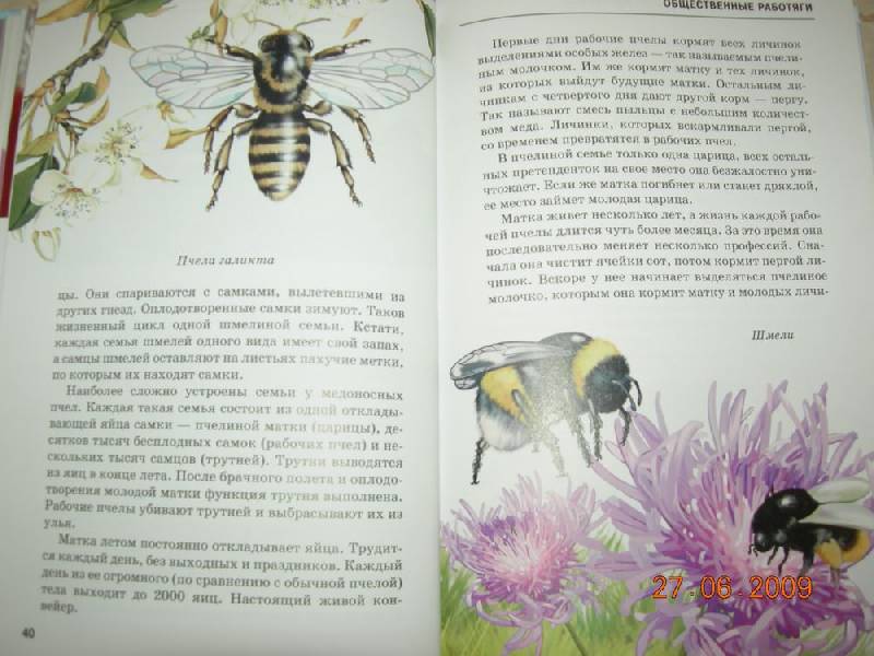 Иллюстрация 27 из 40 для Жуки и другие удивительные насекомые - Сергей Афонькин | Лабиринт - книги. Источник: Соловей