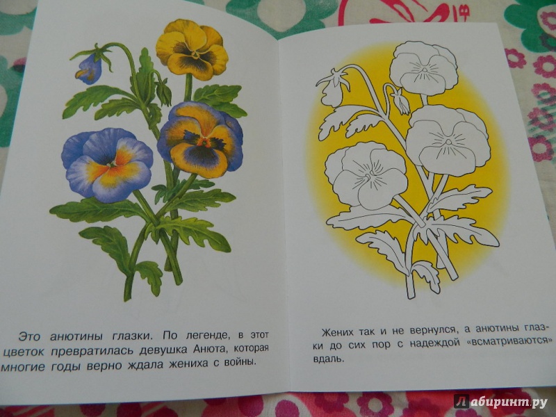 Иллюстрация 29 из 33 для Раскраска "Садовые цветы" | Лабиринт - книги. Источник: Nnatalek