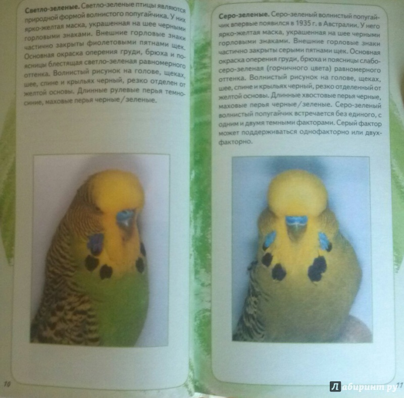 Иллюстрация 3 из 7 для Самые популярные волнистые попугайчики - Тео Винс | Лабиринт - книги. Источник: SiB