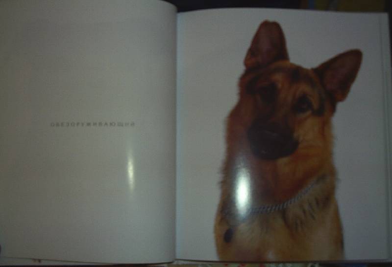 Иллюстрация 9 из 9 для День собаки, или Весь цвет собачьего племени - Гэнди Вэсэн | Лабиринт - книги. Источник: АлЮр