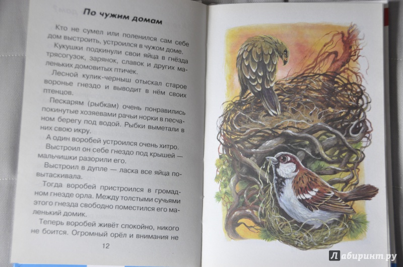 Иллюстрация 8 из 35 для Лесные детёныши - Виталий Бианки | Лабиринт - книги. Источник: Мама  Юля