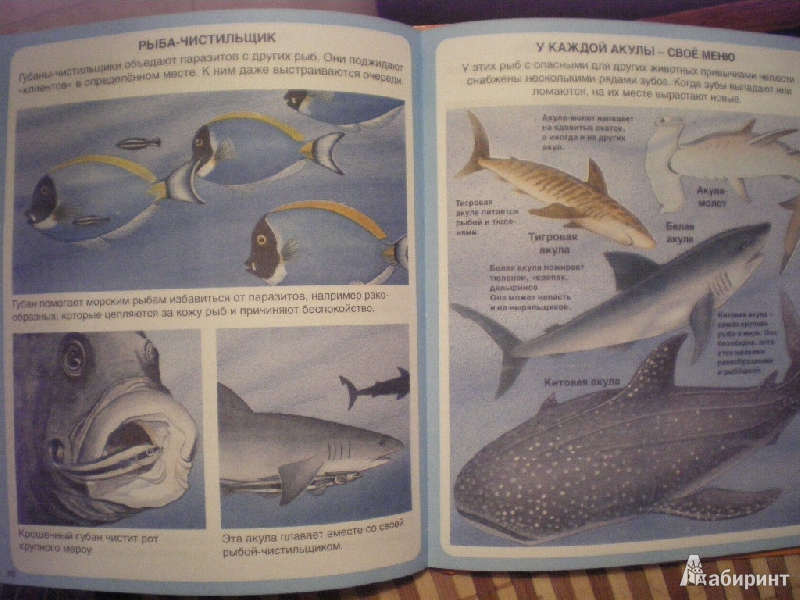 Иллюстрация 6 из 45 для Тайны моря - Мари-Рене Пимон | Лабиринт - книги. Источник: Григоренкова  Ольга Игоревна