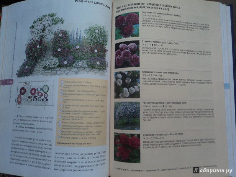 Иллюстрация 30 из 32 для Мой цветущий сад. Простые методы создания клумб - Уте Бауэр | Лабиринт - книги. Источник: Rose