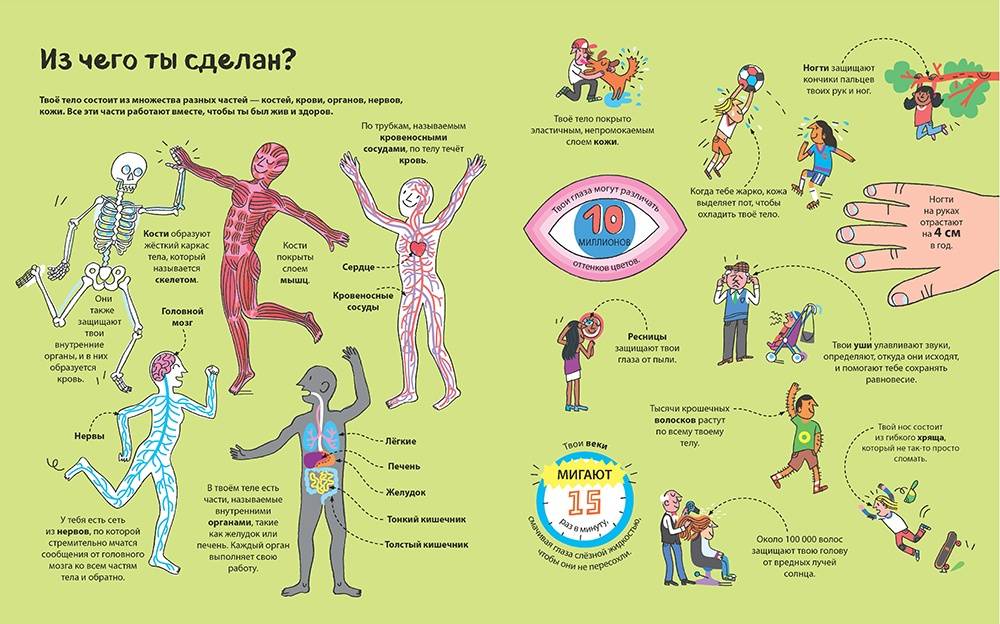 Иллюстрация 10 из 20 для Большая книга о теле человека | Лабиринт - книги. Источник: Редактор этой книги