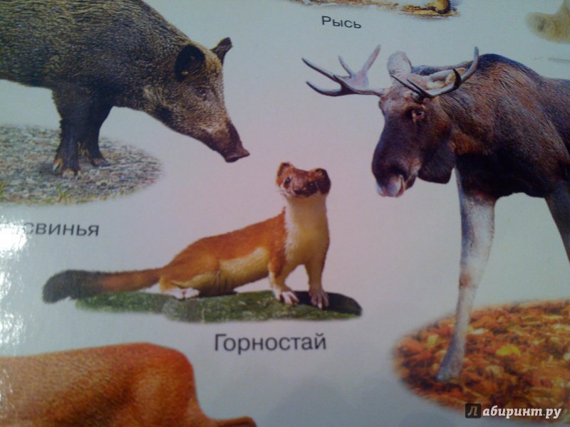 Иллюстрация 7 из 9 для Плакат "Животные леса и тайги" (2687) | Лабиринт - книги. Источник: Елена