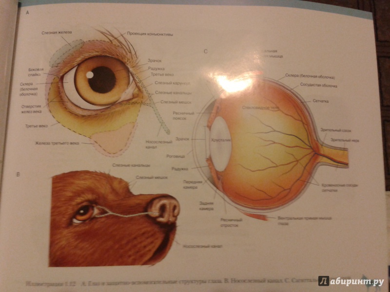 Иллюстрация 2 из 15 для Атлас анатомии мелких домашних животных - Маккракен, Кайнер | Лабиринт - книги. Источник: Шнурок