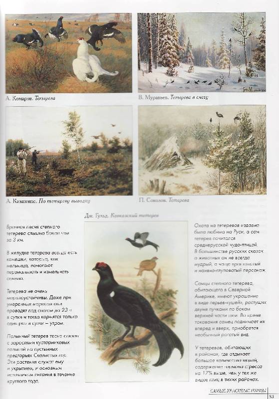 Иллюстрация 18 из 31 для Самые красивые птицы | Лабиринт - книги. Источник: Наталья Плотникова