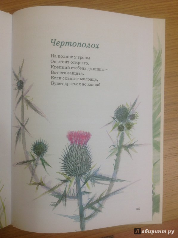 Иллюстрация 68 из 69 для Наши цветы - Екатерина Серова | Лабиринт - книги. Источник: Патрикеевна  Лиса