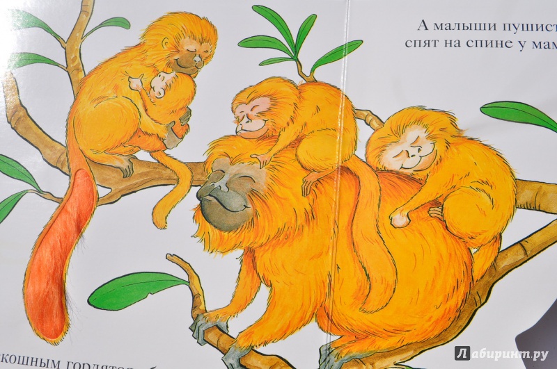 Иллюстрация 12 из 70 для Зоопарк - Флит Ван | Лабиринт - книги. Источник: Екатерина  Екатерина