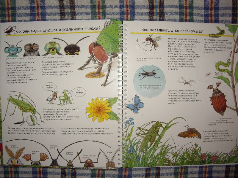 Иллюстрация 10 из 41 для Кто такие насекомые - Ангела Вайнхольд | Лабиринт - книги. Источник: ООО