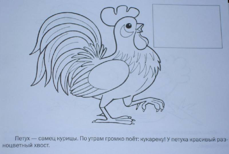 Иллюстрация 7 из 15 для Домашние птицы | Лабиринт - книги. Источник: Iwolga