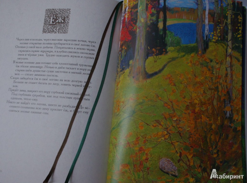 Иллюстрация 51 из 69 для Год в лесу - Иван Соколов-Микитов | Лабиринт - книги. Источник: Алонсо Кихано