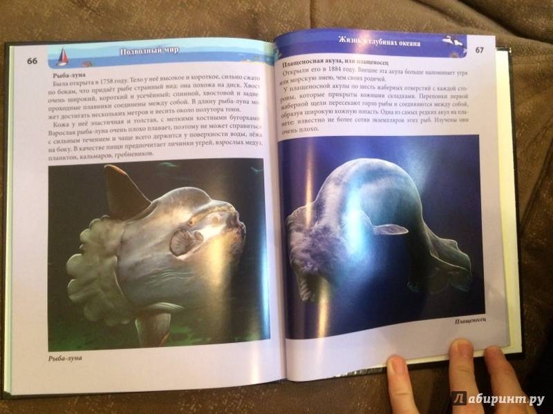 Иллюстрация 34 из 77 для Хочу знать. Подводный мир - Наталья Кульмина | Лабиринт - книги. Источник: Лабиринт