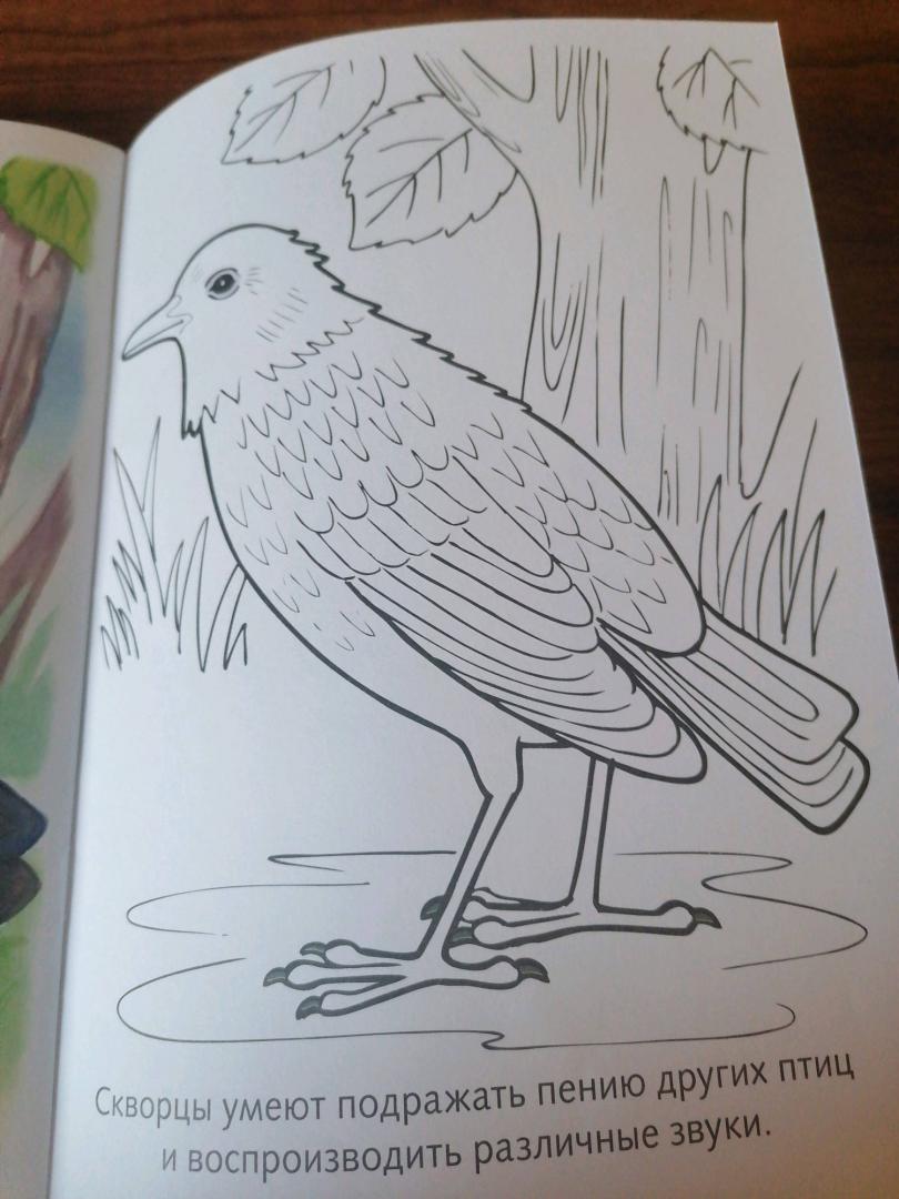 Иллюстрация 24 из 29 для Раскраска. Перелетные птицы | Лабиринт - книги. Источник: Савушкина Ольга