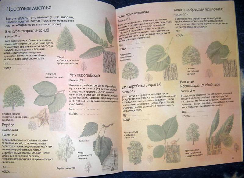 Иллюстрация 5 из 11 для Деревья: Атлас с наклейками (100 наклеек) - Джейн Чисхольм | Лабиринт - книги. Источник: ilamtel
