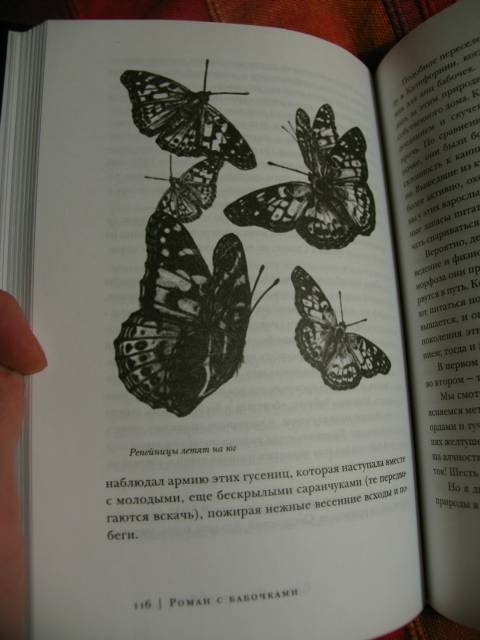 Иллюстрация 14 из 15 для Роман с бабочками. Как человек влюбился в насекомое - Шарман Рассел | Лабиринт - книги. Источник: manuna007