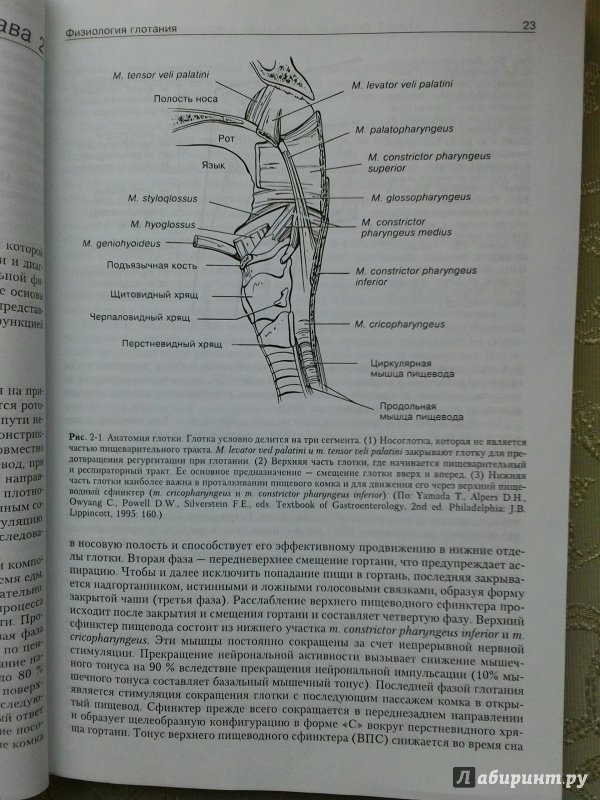 Иллюстрация 10 из 16 для Патофизиология органов пищеварения - Джозеф Хендерсон | Лабиринт - книги. Источник: Angreniel