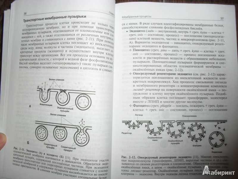 Иллюстрация 2 из 52 для Нормальная физиология. Учебник (+CD) - Ратмир Орлов | Лабиринт - книги. Источник: ВраЧиталла