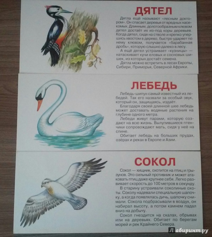 Иллюстрация 5 из 6 для Птицы. Набор карточек | Лабиринт - книги. Источник: Салихова Эльза