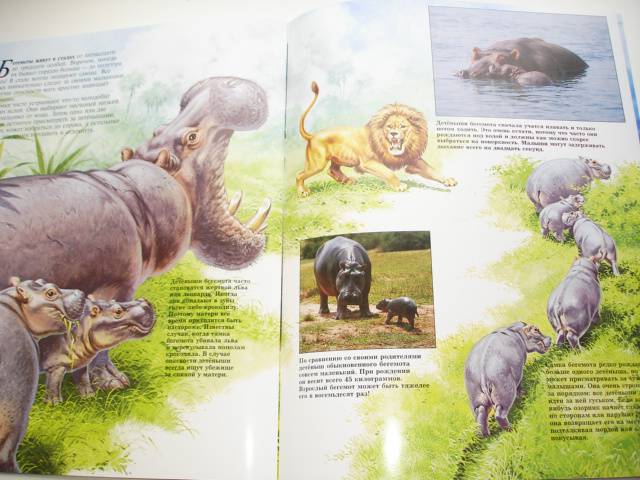 Иллюстрация 29 из 96 для Мир животных (17 книг в боксе) | Лабиринт - книги. Источник: Осьминожка