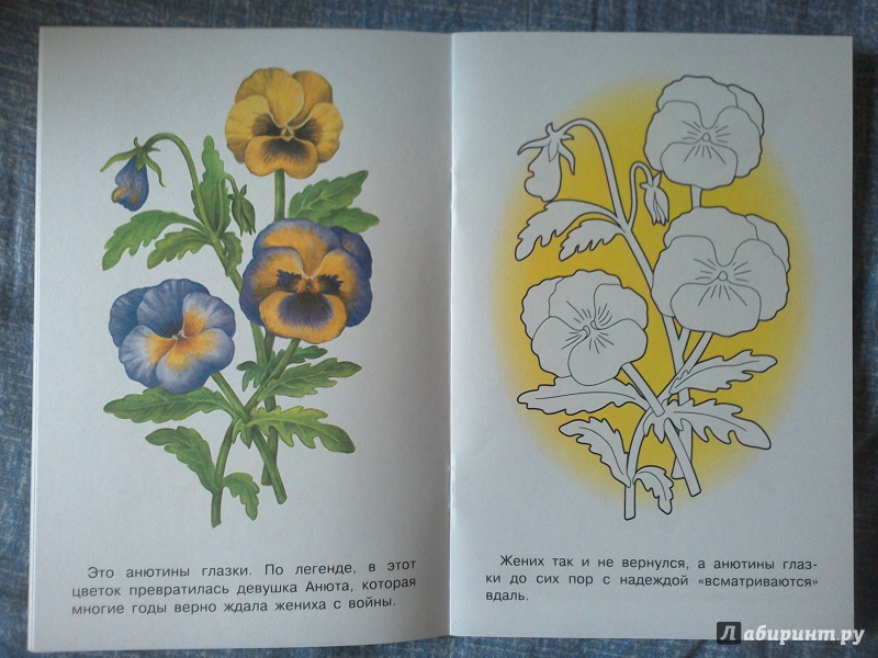 Иллюстрация 9 из 33 для Раскраска "Садовые цветы" | Лабиринт - книги. Источник: Ленивка