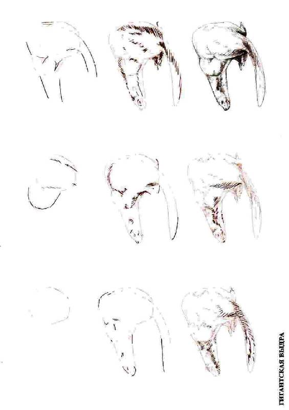 Иллюстрация 33 из 39 для Рисуем 50 исчезающих животных - Эймис, Бадд | Лабиринт - книги. Источник: Юта
