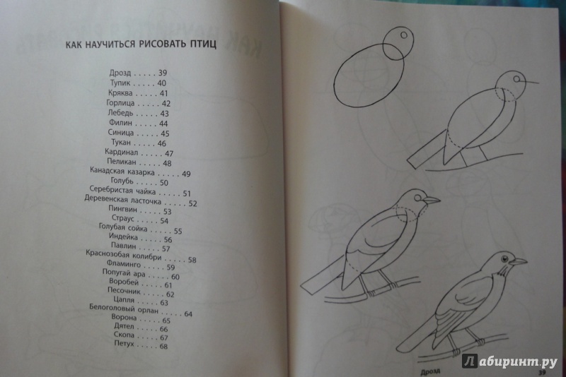 Иллюстрация 35 из 44 для Рисование. Первые шаги - Динара Селиверстова | Лабиринт - книги. Источник: Юлия