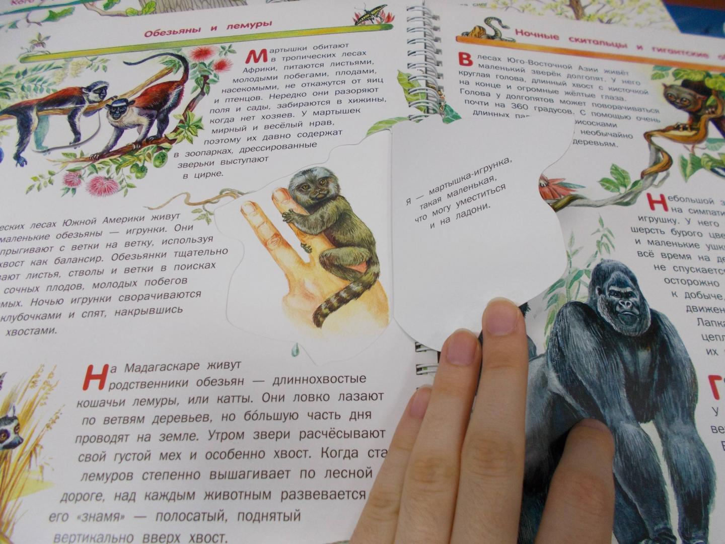Иллюстрация 16 из 17 для Животные - Владимир Бабенко | Лабиринт - книги. Источник: Коваль  Татьяна