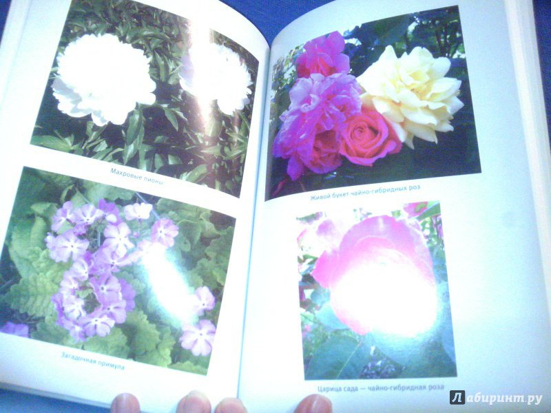 Иллюстрация 9 из 9 для Мои любимые садовые цветы. Дневник цветовода - Мария Ярошевич | Лабиринт - книги. Источник: Ivi